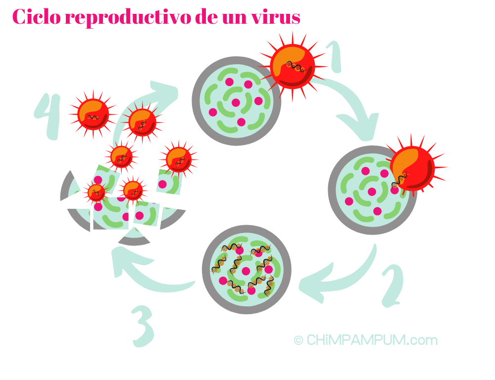 Ciclo reproductivo de un virus
