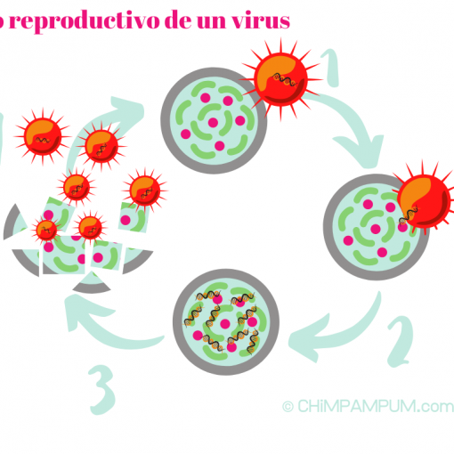 Ciclo reproductivo de un virus