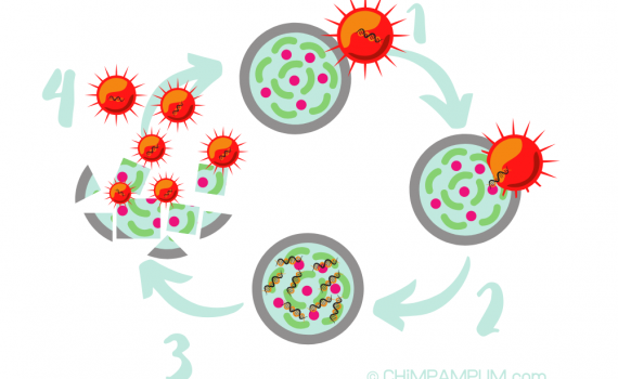 Ciclo reproductivo de un virus