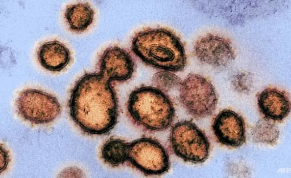 SARS-CoV-2, el virus que causa COVID-19