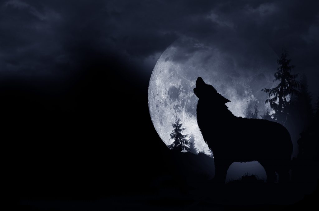 lobo aullando la luna