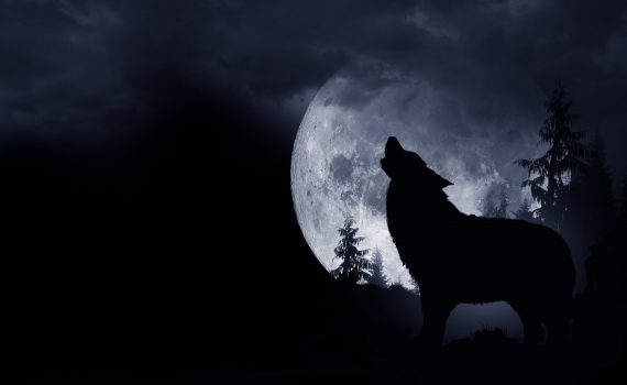 lobo aullando la luna